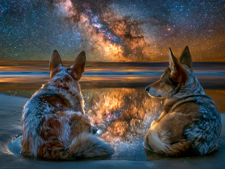 Two dogs sit on a beach at night, gazing up at a breathtaking view of
