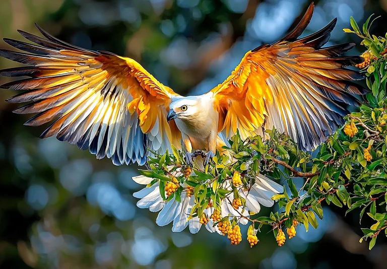 A majestic white-bellied sea eagle with its wings spread wide is
